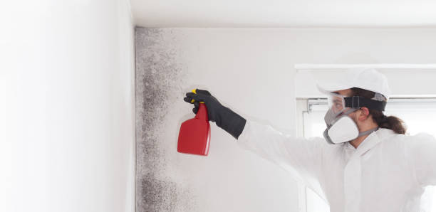 Mold Removal Process in Savanna, IL